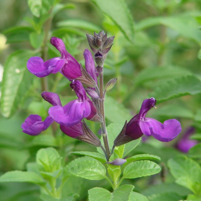 Salvia Vibe Purple 2