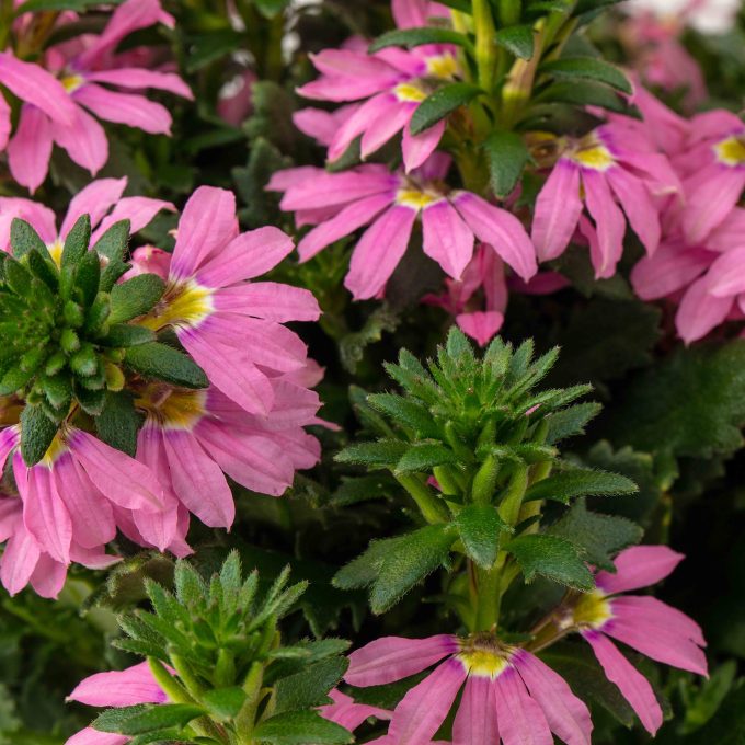 Scaevola Scalora topaz_pink_improved