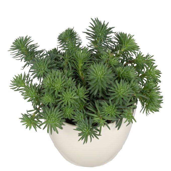 Sedum Elegans Green in pot