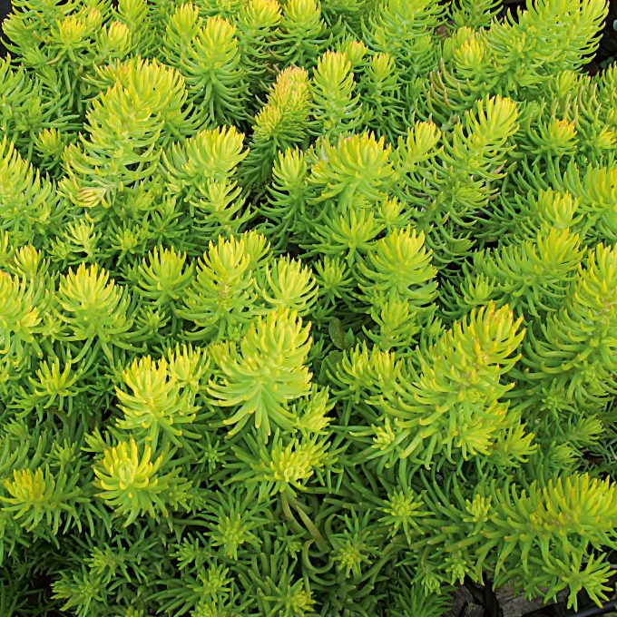 Sedum Winter Lemon