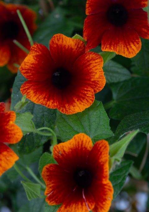 Thunbergia TowerPower Flaming Orange