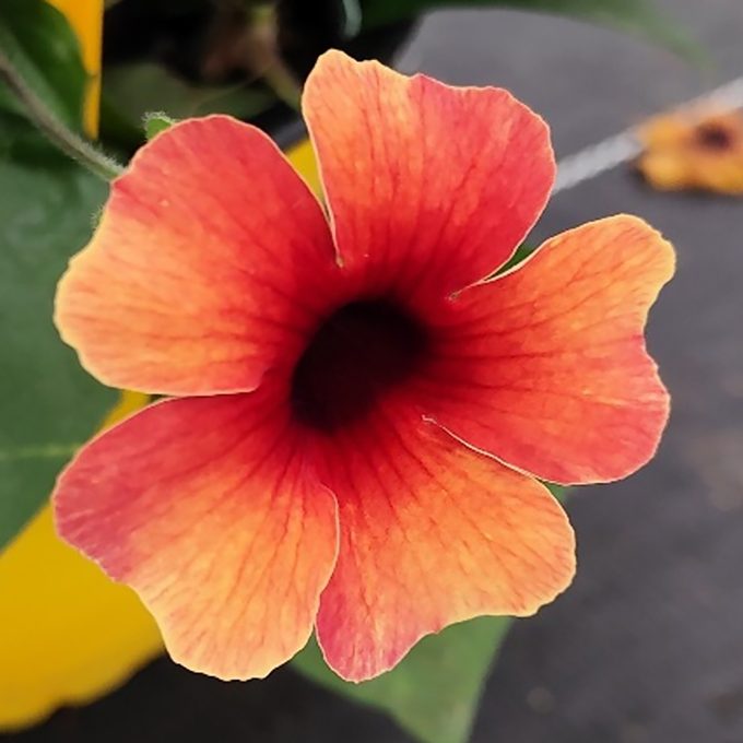 Thunbergia TowerPower_Terracotta