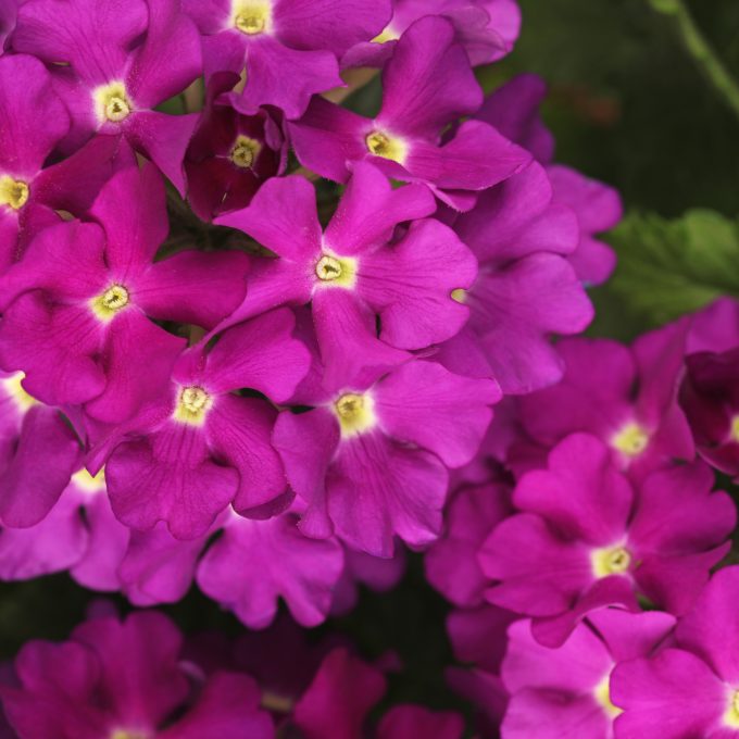 Verbena Estrella Blueberry Improved