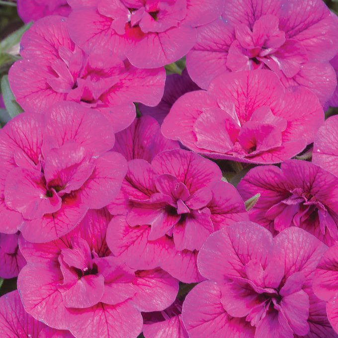 Calibrachoa Dubble Fuchsia