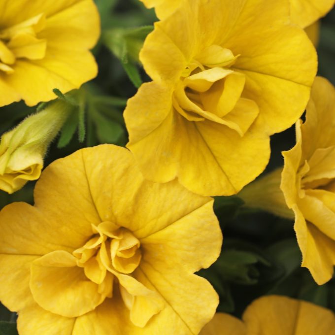 Calibrachoa Dubble Yellow
