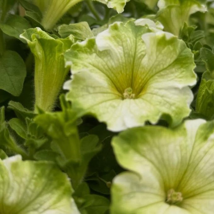 Petunia Frogger White 2