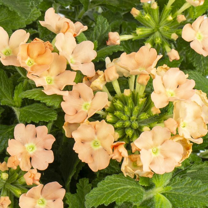 Verbena Estrella Apricot