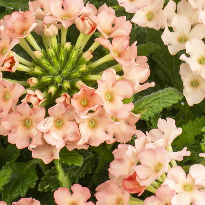 Verbena Estrella Peach Imp