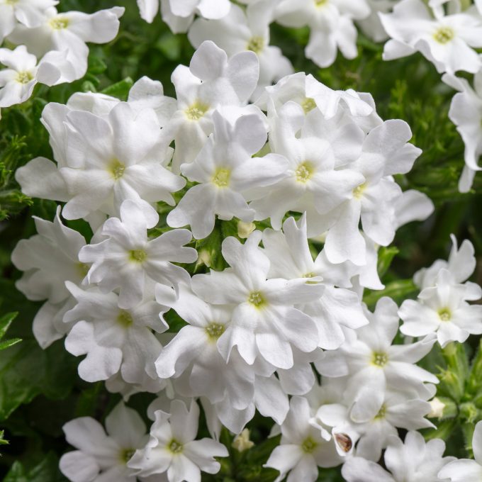 Verbena Muffin Lilac White 2