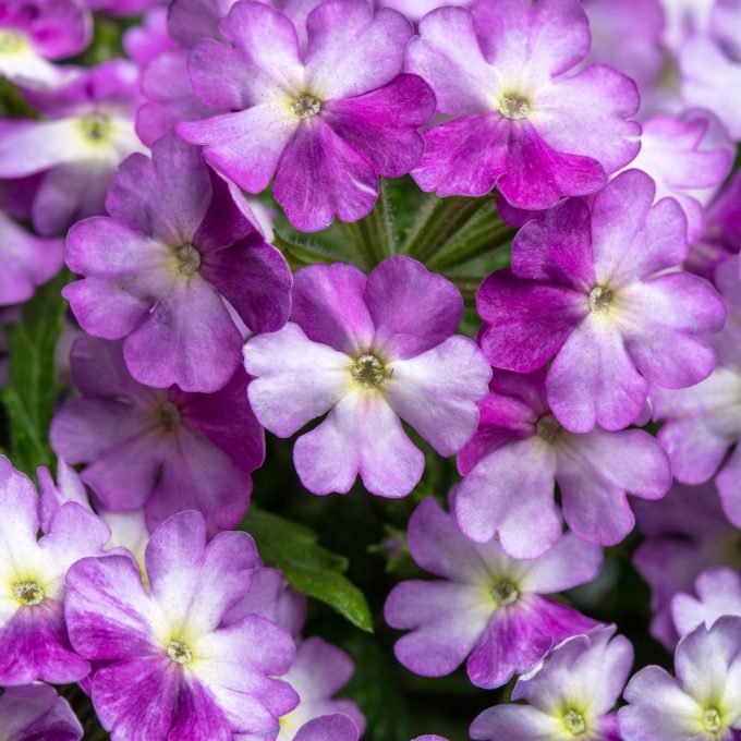 Verbena Muffin Lilac White