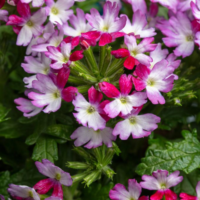 Verbena Muffin Magenta Rose