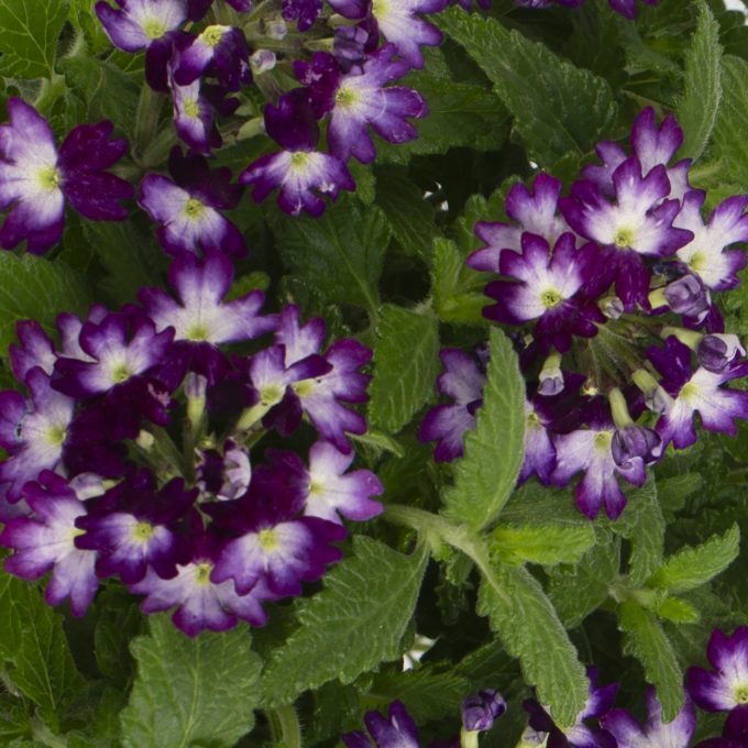 Verbena Muffin Purple Lavender