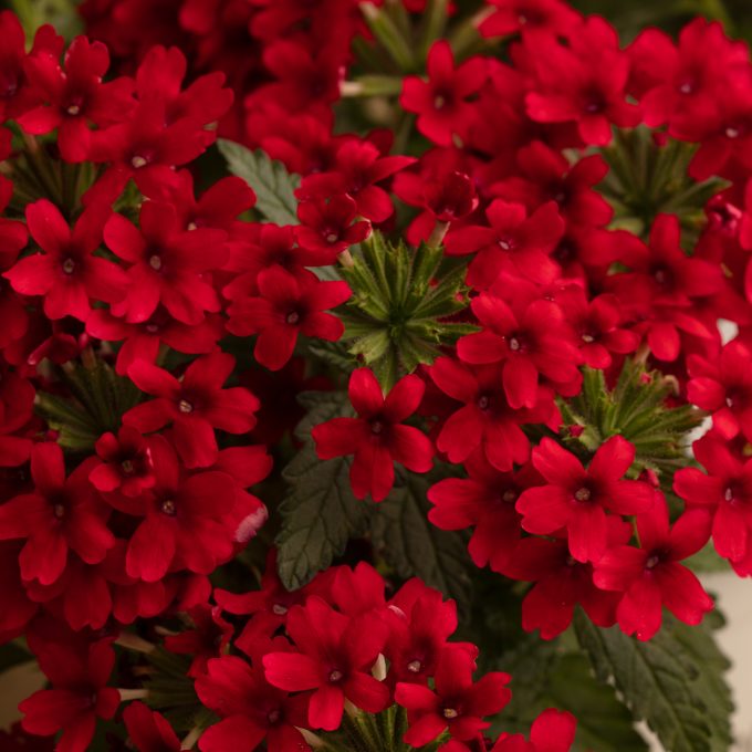 Verbena Muffin Red