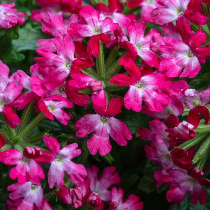 Verbena Muffin Red Rose