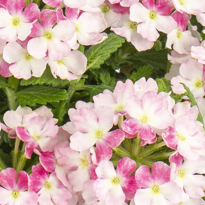 Verbena Muffin Rose Pink