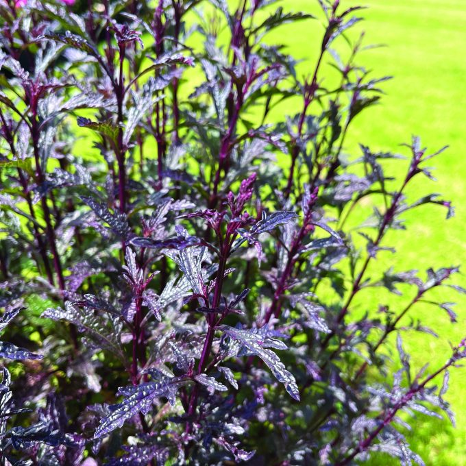 Verbena Oriental Magic