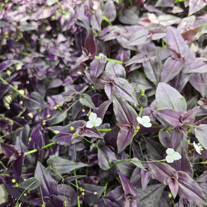 Bridal Veil Purple